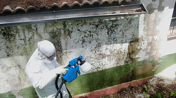 Trusted Black Mold Removal service in Bonlee, NC - Cheap Mold Removal
